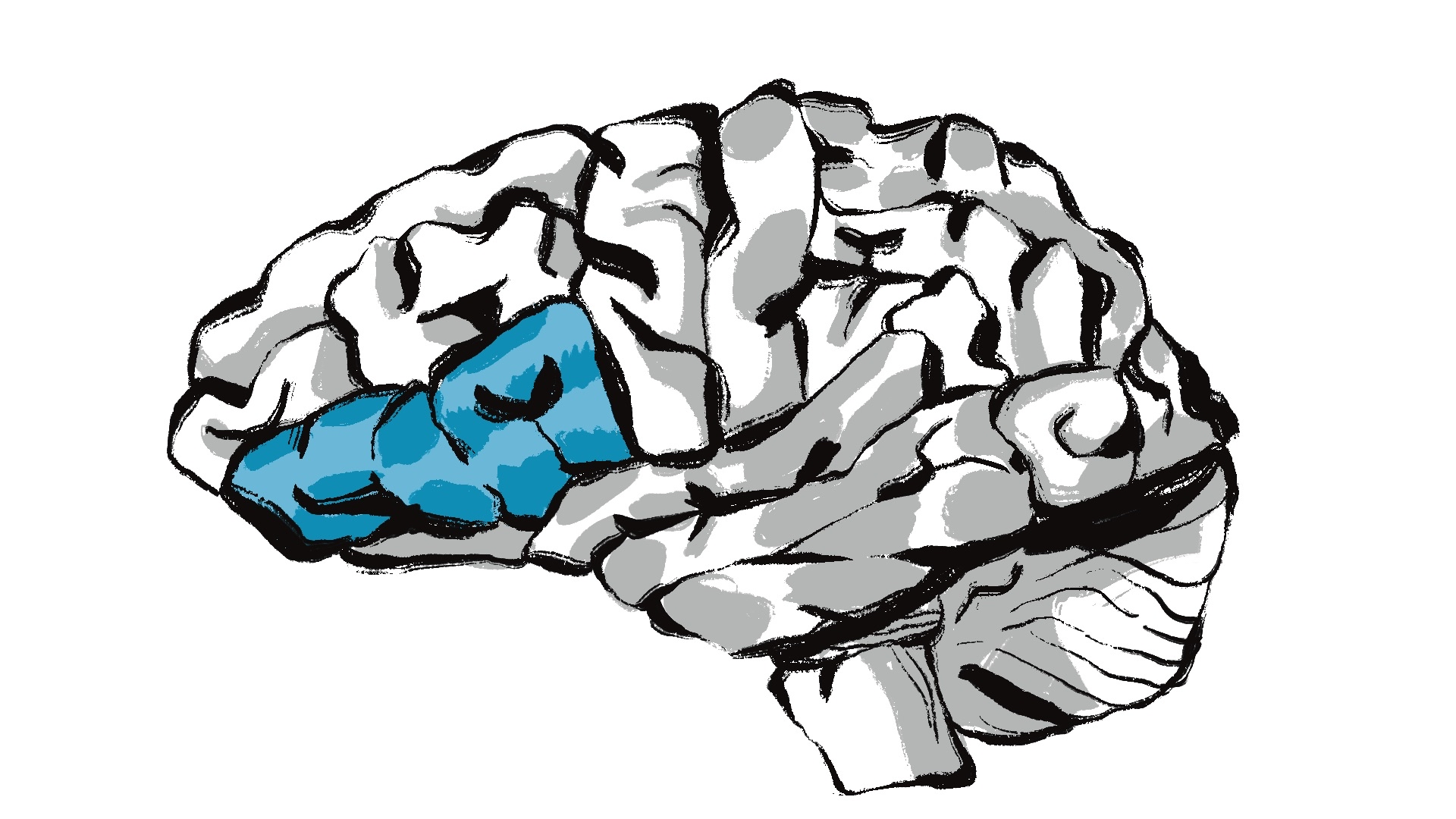 brain